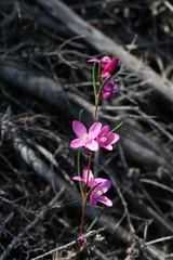 Boronia nematophylla