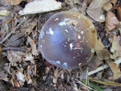 Cortinarius praestans