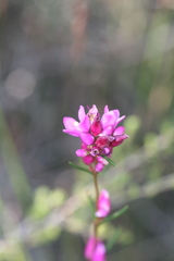 Boronia nematophylla