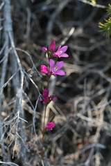 Boronia nematophylla