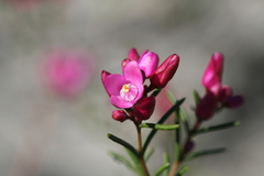 Boronia nematophylla