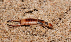 Labidura truncata