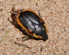 Chondropyga dorsalis