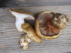 Cortinarius anserinus