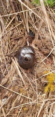 Powelliphanta