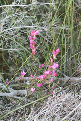 Boronia nematophylla