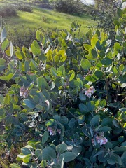 Arctostaphylos canescens sonomensis