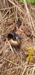 Powelliphanta