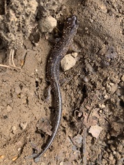 Plethodon jacksoni