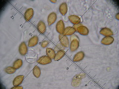 Cortinarius anserinus