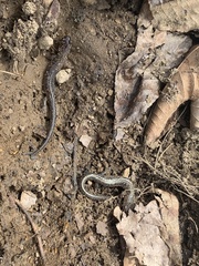Plethodon jacksoni