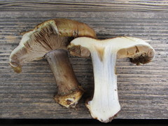 Cortinarius magicus