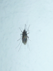 Aedes albifasciatus
