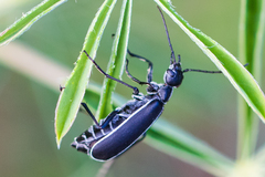 Epicauta cinctipennis