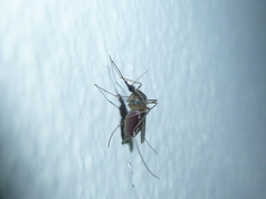 Aedes albifasciatus