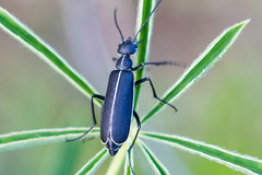 Epicauta cinctipennis