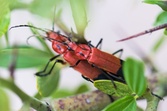 Chauliognathus lecontei