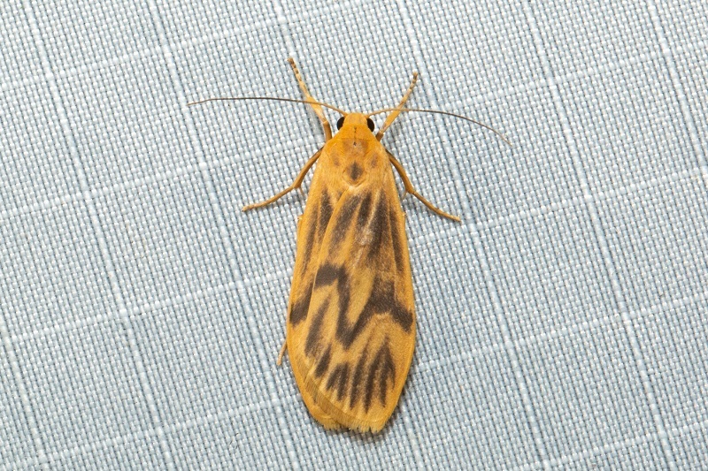 Teuloma