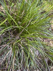 Carex virgata