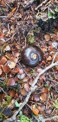 Powelliphanta