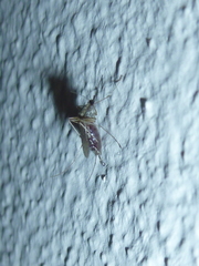 Aedes albifasciatus