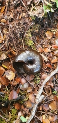 Powelliphanta