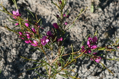 Boronia nematophylla