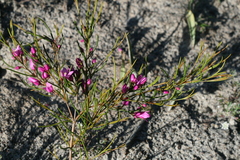 Boronia nematophylla