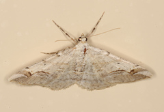 Syneora emmelodes