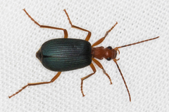 Brachinus elongatulus