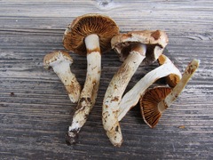 Cortinarius vulpinus