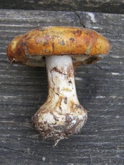 Cortinarius multiformium