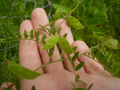 Vicia disperma