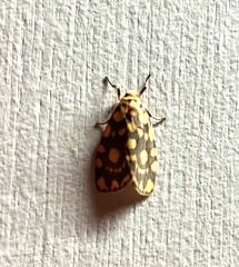 Miltochrista quadrilineata