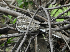 Hydropsalis climacocerca