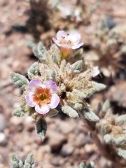 Tiquilia atacamensis