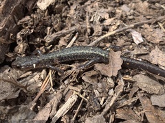 Plethodon jacksoni