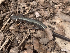Plethodon jacksoni