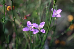 Boronia spathulata