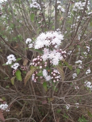 Chromolaena collina