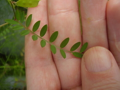 Vicia disperma