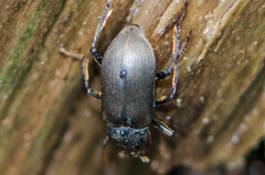 Dryopidae