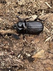 Phileurus