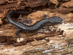 Plethodon jacksoni