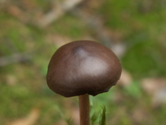 Melanoleuca microcephala
