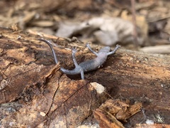 Plethodon jacksoni