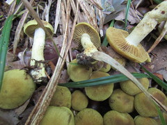 Cortinarius venetus