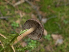 Melanoleuca microcephala