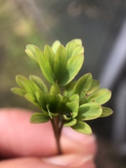 Corydalis solida