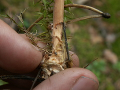 Melanoleuca microcephala